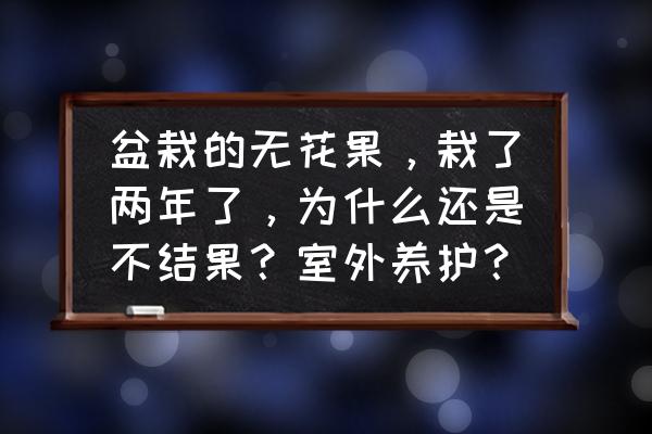 无花果迟迟不结果 盆栽的无花果，栽了两年了，为什么还是不结果？室外养护？