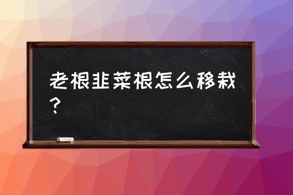 韭菜移栽后烂根是什么原因 老根韭菜根怎么移栽？