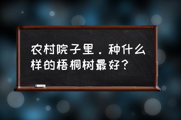 庭院乘凉大树选择 农村院子里。种什么样的梧桐树最好？