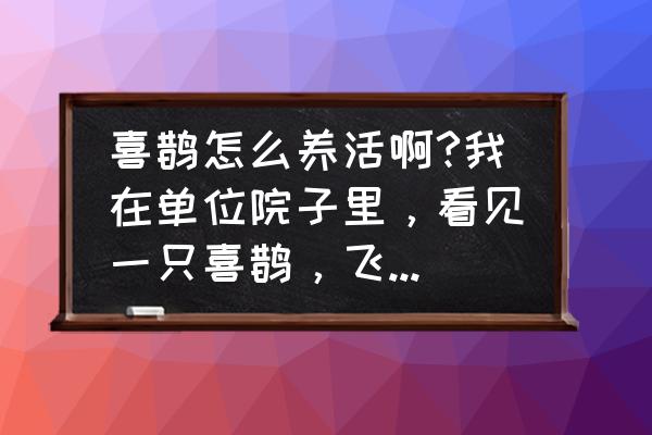 喜鹊老是咬玉米苗有什么好办法 喜鹊怎么养活啊?我在单位院子里，看见一只喜鹊，飞不动了!就带回宿舍了!可是不知道是个雏鸟还是老鸟？