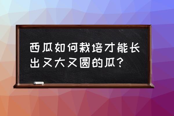 西瓜长歪了怎么补救 西瓜如何栽培才能长出又大又圆的瓜？