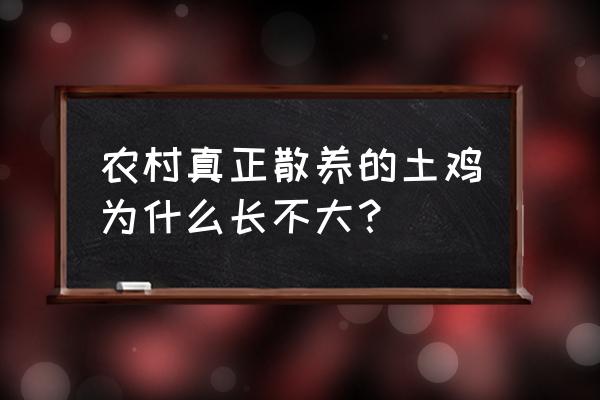 养了几年的老母鸡还挺小正常吗 农村真正散养的土鸡为什么长不大？