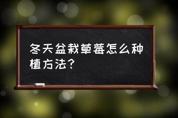 盆栽草莓种植方法教程图 冬天盆栽草莓怎么种植方法？