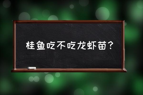 桂花鱼主要吃什么食物 桂鱼吃不吃龙虾苗？