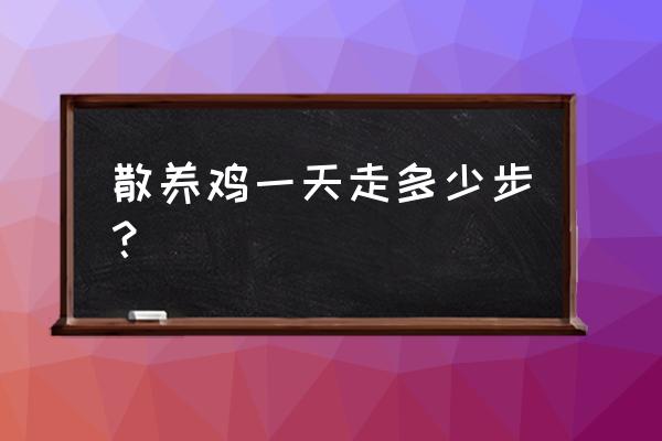 养鸡每天喂多少最好 散养鸡一天走多少步？