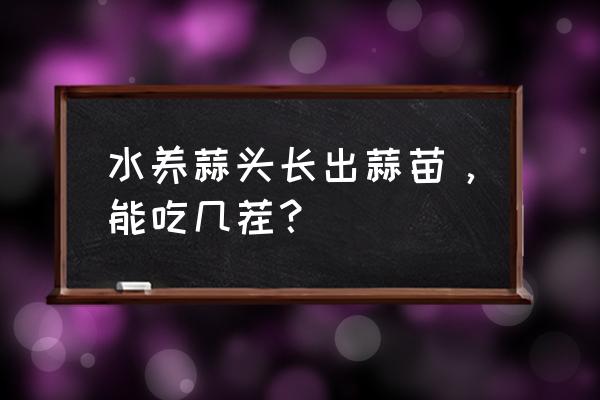 家庭无土栽培蒜 水养蒜头长出蒜苗，能吃几茬？