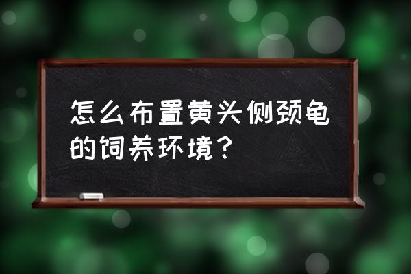 养黄头侧颈龟的正确方法 怎么布置黄头侧颈龟的饲养环境？