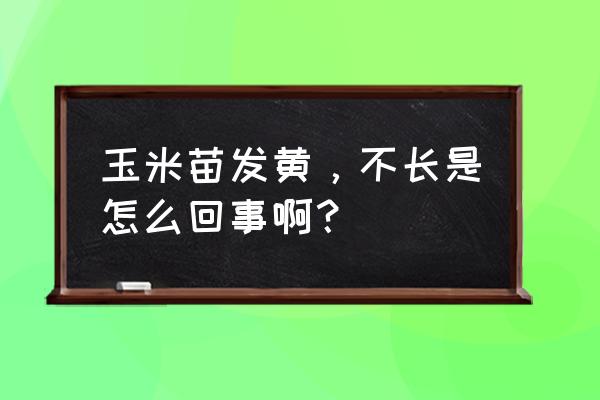 玉米小苗涝害怎么补救 玉米苗发黄，不长是怎么回事啊？