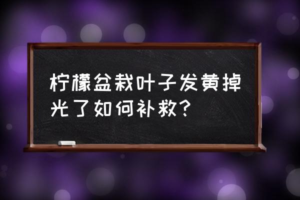 柠檬树发黄掉叶子怎么挽救 柠檬盆栽叶子发黄掉光了如何补救？