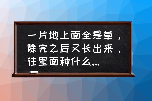 什么植物最好养又有收益 一片地上面全是草，除完之后又长出来，往里面种什么更能赚钱？