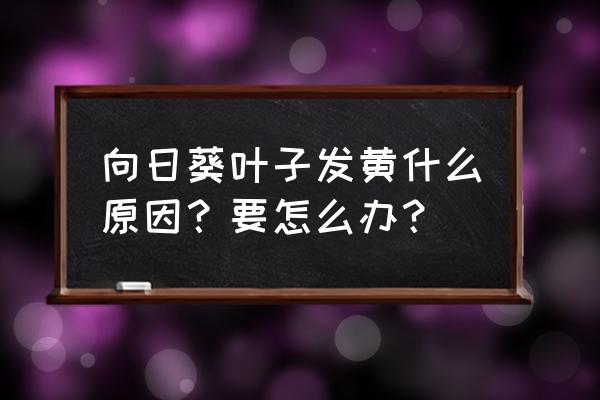 向日葵最下面的叶子发黄怎么办 向日葵叶子发黄什么原因？要怎么办？