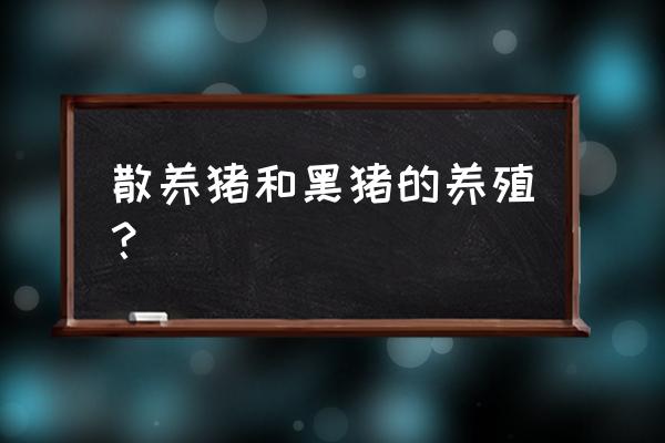 养殖黑猪效益如何呢 散养猪和黑猪的养殖？