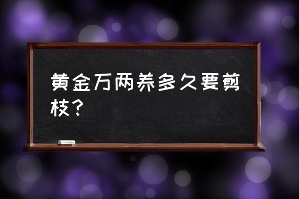 个人重大事项报告包括黄金投资吗 黄金万两养多久要剪枝？