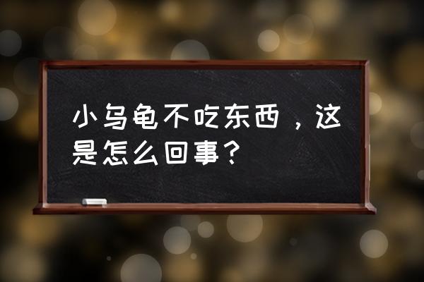 小乌龟好几天不吃东西了怎么办 小乌龟不吃东西，这是怎么回事？