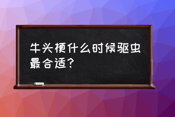 牛头梗什么时候驱虫好 牛头梗什么时候驱虫最合适？