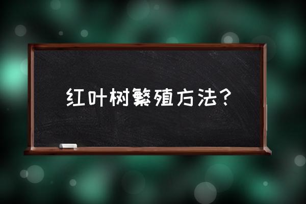 红枫种子怎么种才能活 红叶树繁殖方法？