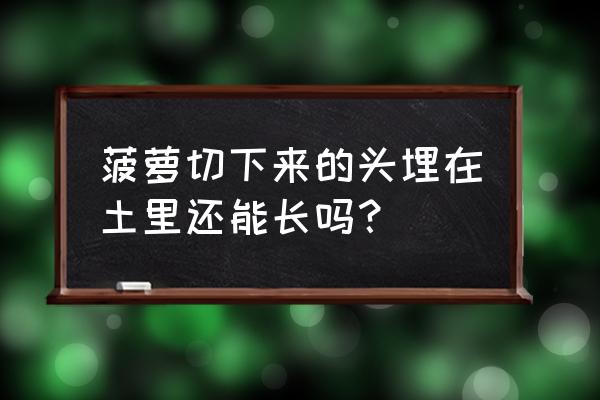 快开花的盆栽菠萝可以搬外面吗 菠萝切下来的头埋在土里还能长吗？