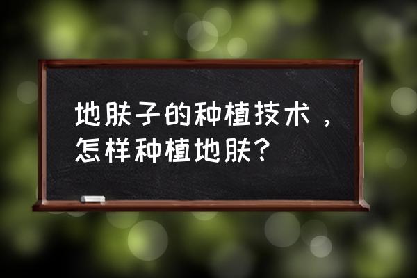 地肤草种子的种植方法 地肤子的种植技术，怎样种植地肤？