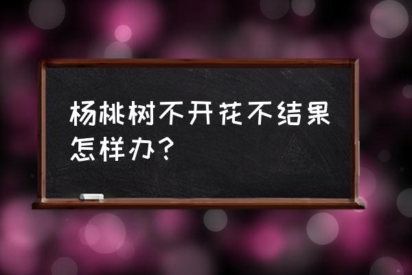 阳桃怎么养殖 杨桃树不开花不结果怎样办？