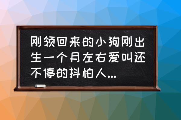 刚买的小狗怎么建立信任 刚领回来的小狗刚出生一个月左右爱叫还不停的抖怕人怎么办？