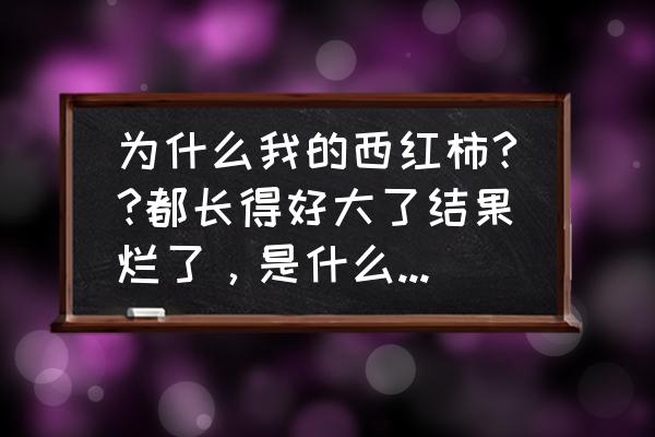 露地栽培西红柿如何防止烂果 为什么我的西红柿??都长得好大了结果烂了，是什么原因？??？