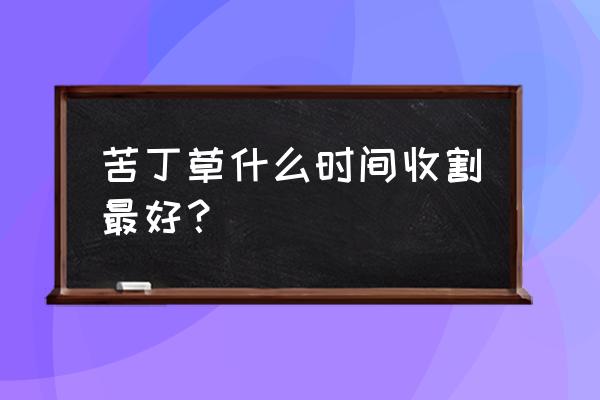 苦地丁的功效与作用及禁忌是什么 苦丁草什么时间收割最好？