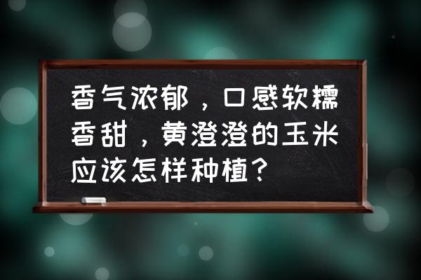 鲜玉米怎么种植 香气浓郁，口感软糯香甜，黄澄澄的玉米应该怎样种植？