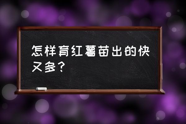 怎么种红薯的方法 怎样育红薯苗出的快又多？