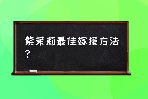 变色茉莉嫁接用什么砧木 紫茉莉最佳嫁接方法？