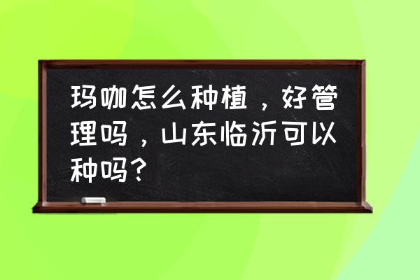 玛咖树适合种植吗 玛咖怎么种植，好管理吗，山东临沂可以种吗？