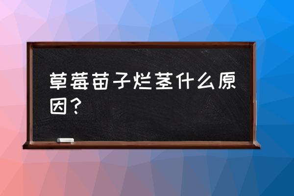 草莓烂根了怎么长新根 草莓苗子烂茎什么原因？