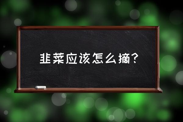 韭菜怎么采收最好 韭菜应该怎么摘？