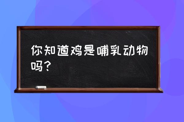 你知道什么是鸡吗 你知道鸡是哺乳动物吗？