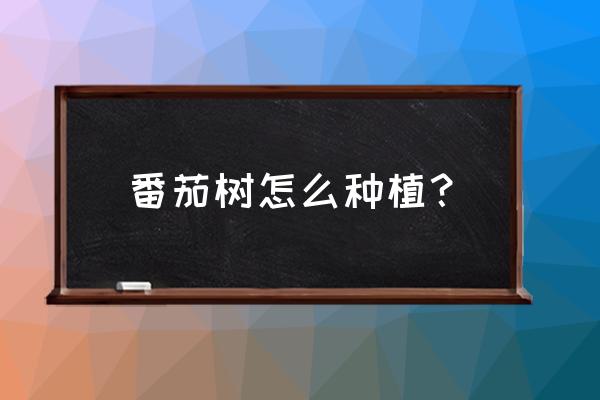 番茄怎么种结果多又大 番茄树怎么种植？