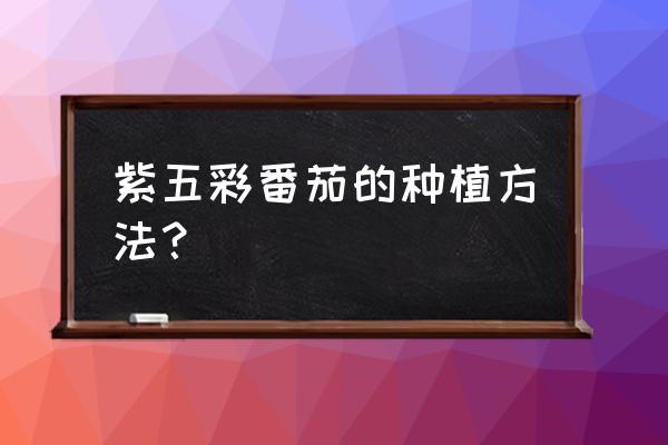 小番茄花盆种植方法 紫五彩番茄的种植方法？