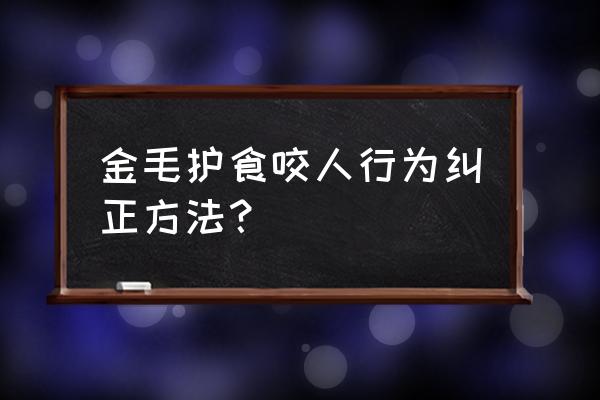 宠物狗咬人纠正全过程 金毛护食咬人行为纠正方法？