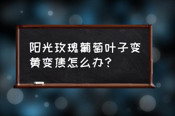 葡萄黄叶病用什么药 阳光玫瑰葡萄叶子变黄变焦怎么办？