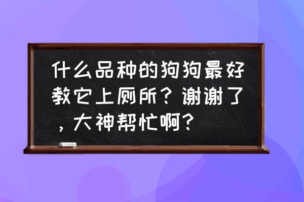 如何教阿拉斯加去卫生间上厕所 什么品种的狗狗最好教它上厕所？谢谢了，大神帮忙啊？