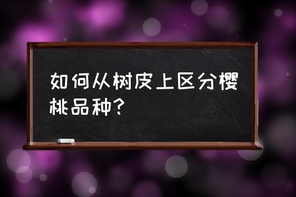 怎样区分樱桃的各个品种 如何从树皮上区分樱桃品种？