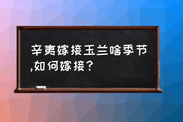 辛夷树和玉兰 辛夷嫁接玉兰啥季节,如何嫁接？