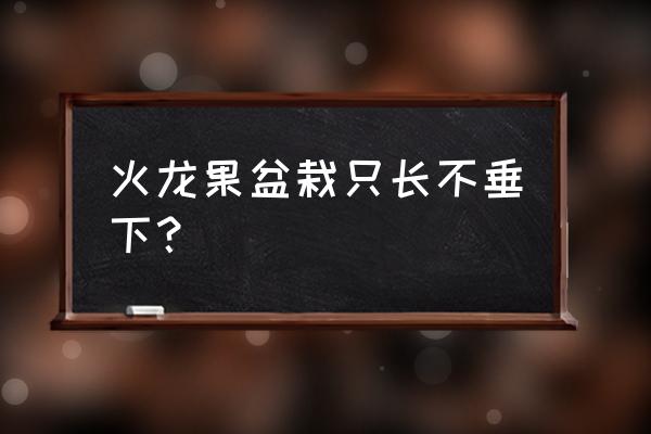 如何使火龙果长得又粗又壮 火龙果盆栽只长不垂下？