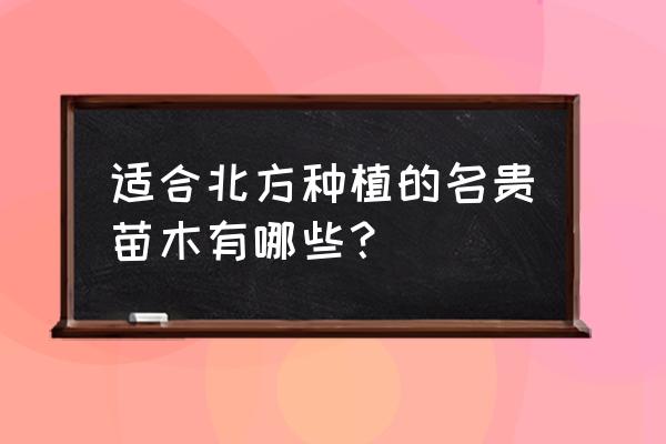 黄山栾树适合北京生长吗 适合北方种植的名贵苗木有哪些？