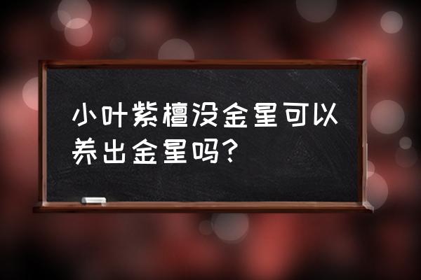 金星小叶紫檀每天盘玩多久 小叶紫檀没金星可以养出金星吗？