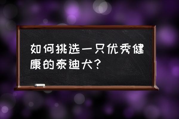 怎么挑选健康的宠物狗 如何挑选一只优秀健康的泰迪犬？