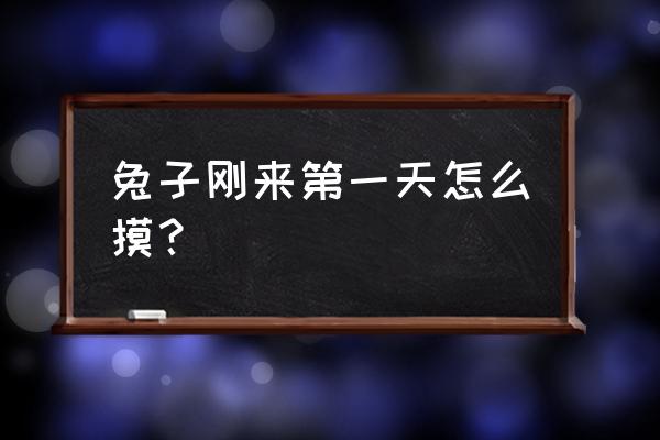 怎样摸兔子会跟兔子有好感 兔子刚来第一天怎么摸？