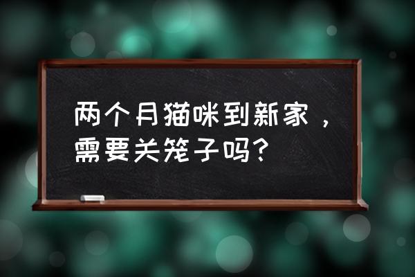 猫咪到了新环境切记不能做什么 两个月猫咪到新家，需要关笼子吗？