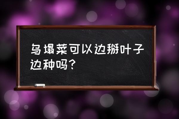 乌塌菜的种植方法与技巧 乌塌菜可以边掰叶子边种吗？