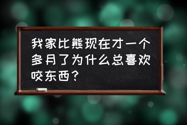 幼犬比熊咬东西是怎么回事 我家比熊现在才一个多月了为什么总喜欢咬东西？