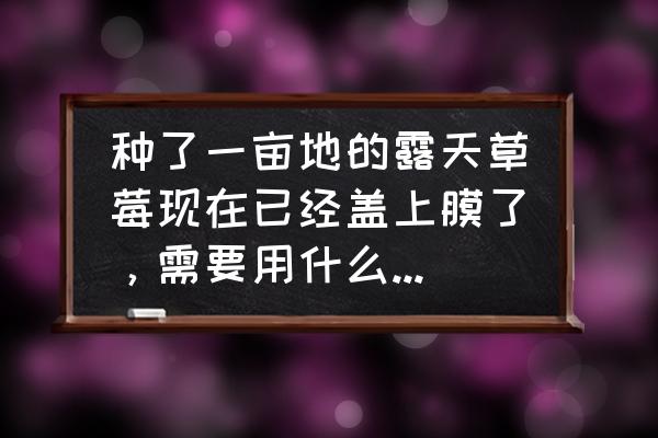 种草莓需要怎样防虫 种了一亩地的露天草莓现在已经盖上膜了，需要用什么药来保果跟预防病虫害？