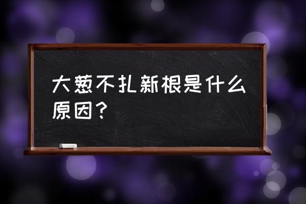 辛硫磷灌根烧苗吗 大葱不扎新根是什么原因？